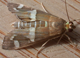 Spoladea recurvalis
